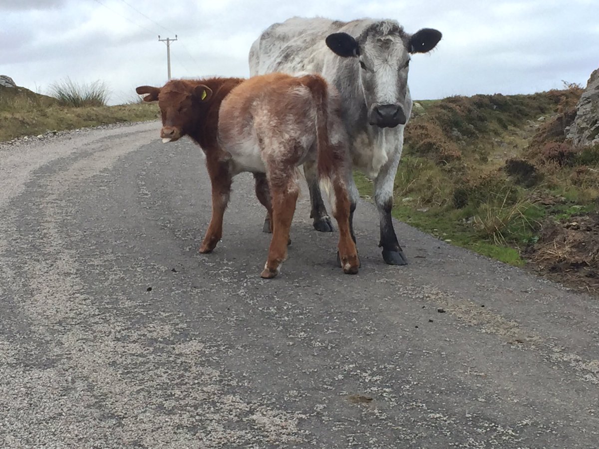 MaimieThompson's tweet photo. Moove over please! #Skerray #Sutherland https://t.co/GvwEq496tm