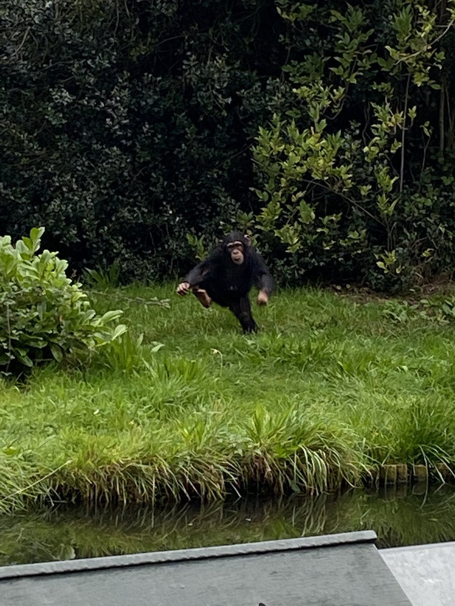 ⁦<a href="/chesterzoo/">Chester Zoo</a>⁩ bounding into this morning’s explorer tour. Excellent experience and good guides.