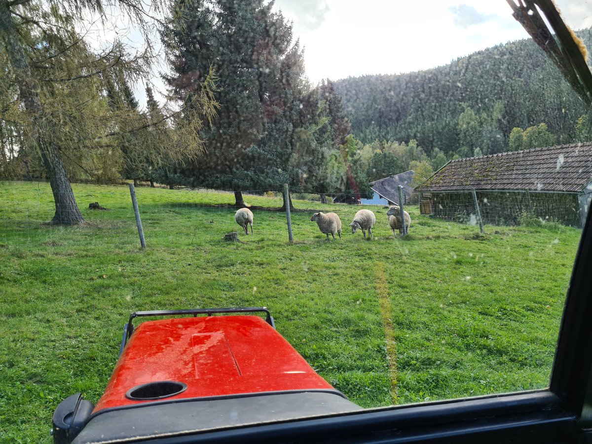 SaftmanWiki's tweet photo. 4 von den Zaungästen reichen um das ganze Jahr über hübsch mit Arbeit versorgt zu sein... #bayerwald #schafe #bergbauer https://t.co/uFn4DT2Ijh https://t.co/grpMsvYzjG