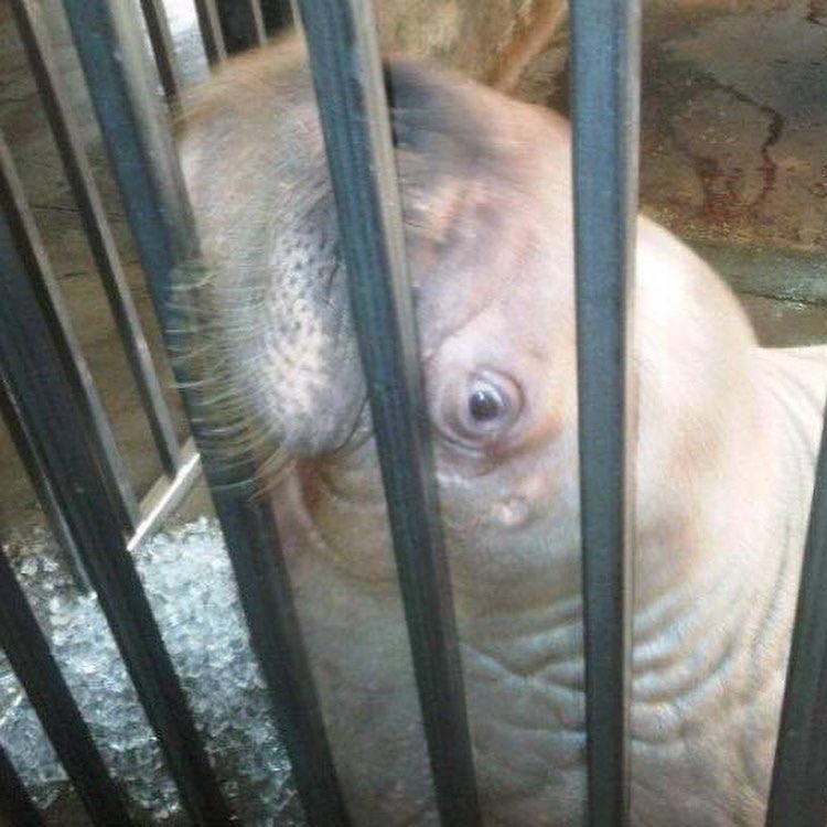 walruswhisperer's tweet photo. Ever wonder where MarineLand’s seals, sea lions and walruses live when not performing for their fish? These photos were taken behind the scenes at MarineLand of Canada. Please share to remind friends not to support this cruelty. #FreeKiska #SaveSmooshi https://t.co/RFdHnET2NX