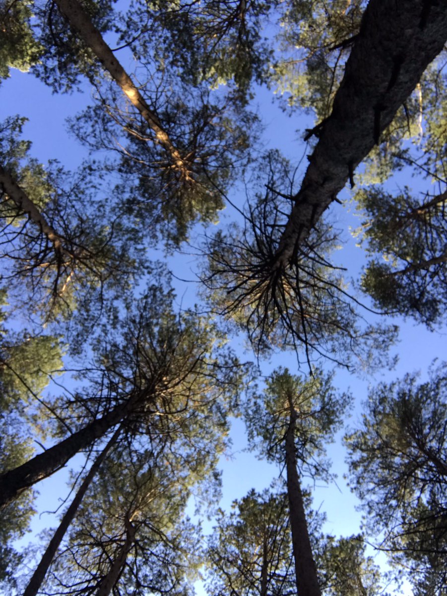 EilAweN's tweet photo. Леса много не бывает 🌲👁🌳 https://t.co/XKLlGPyhOF