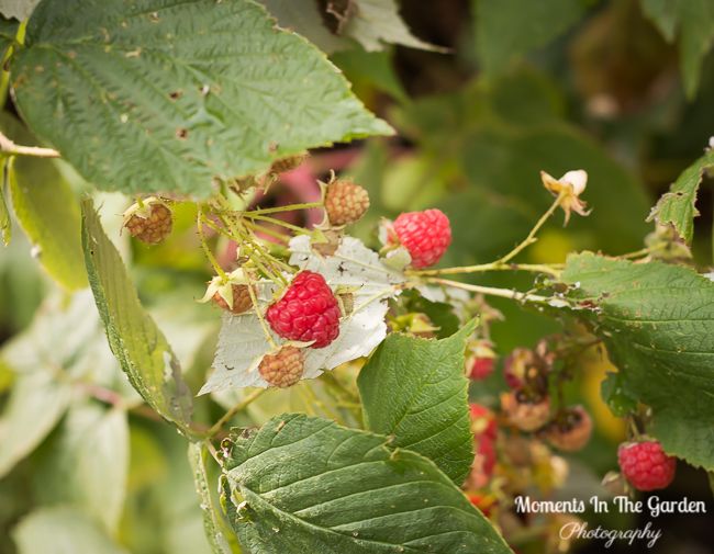 MomentsintheG's tweet image. Still picking raspberries from the garden.  These ever bearing bushes have been amazing.  #raspberries #raspberrycanes #harvestingfruit #momentinthegardenphotography