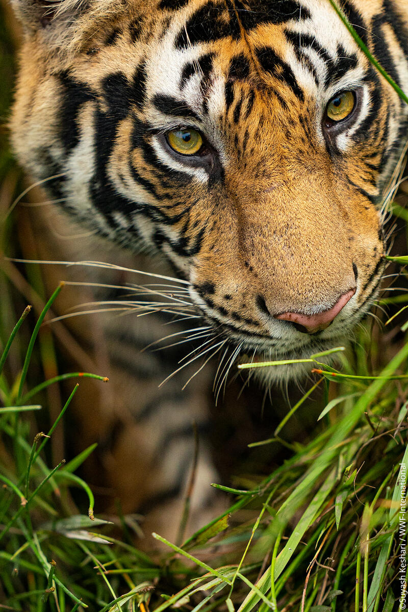 WWF Tigers on Twitter: WWF Tigers on Twitter:
