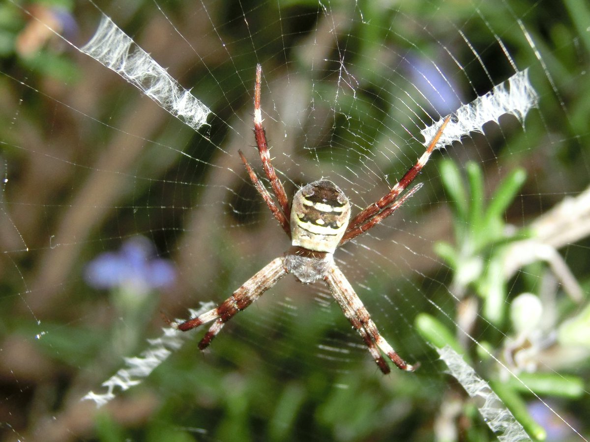 クモ Twitter Search