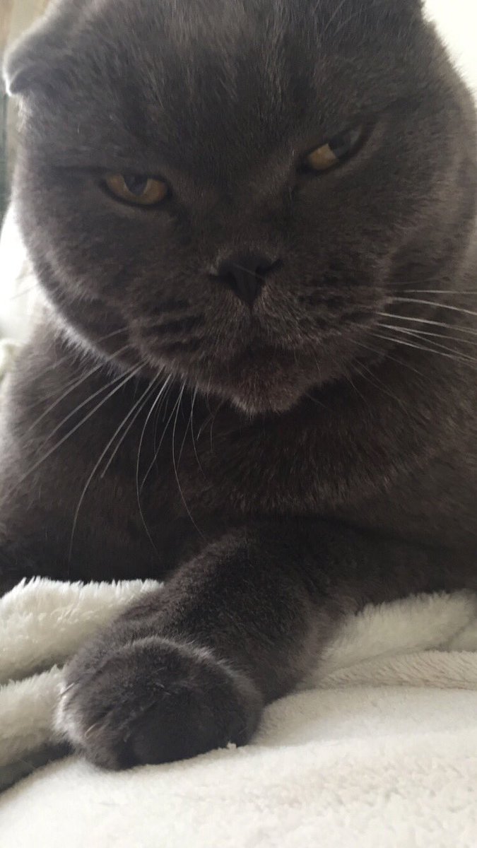 Asyaacat2's tweet photo. Aşırı karizma içerir:))
Yahu üstümde yatıyor ve 8 kg vardır. #leocan https://t.co/5WuilRI6nt