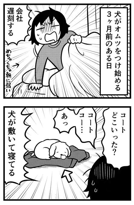 うちの犬がオムツをつけるようになった理由 
