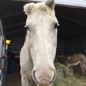 DebH0609's tweet image. I love to share this story of a #wildhorse named, "Bubbles". Found in a #killpen in #Texas; he lost his ears from frostbite. He was with #wildburros, head hung low, as if he was hiding. Saved from #slaughter; pampered &amp;amp; loved he passed 🐎❤🖤💛 #CaptureYourSmile #stoptheroundups