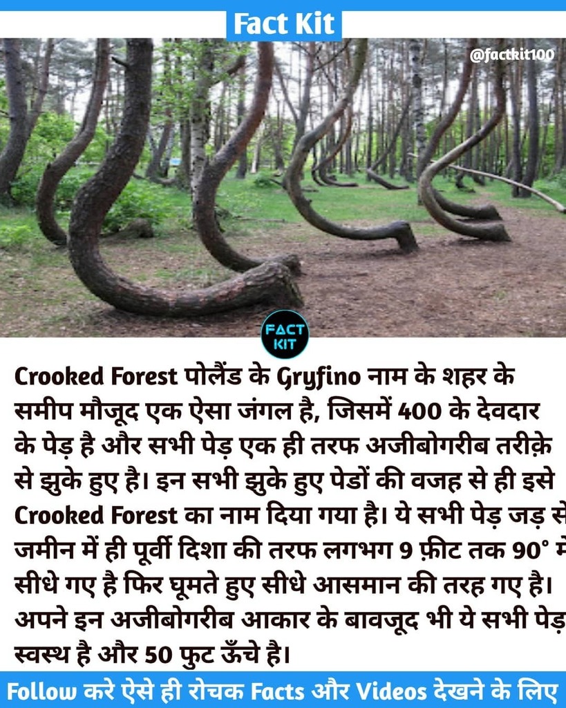 factkit100's tweet photo. Follow @factkit100 for more amazing and unique facts 🔥

#facts #fact #knowledge #treesofinstagram #didyouknow #instagram #factsdaily #trees #india #factsoflife #follow #tree #knowledgeispower #dailyfacts #tree_magic #factz #gkindia #amazingfacts  #ro… https://t.co/d4Bu5B9JPc https://t.co/qNjfcP43dq