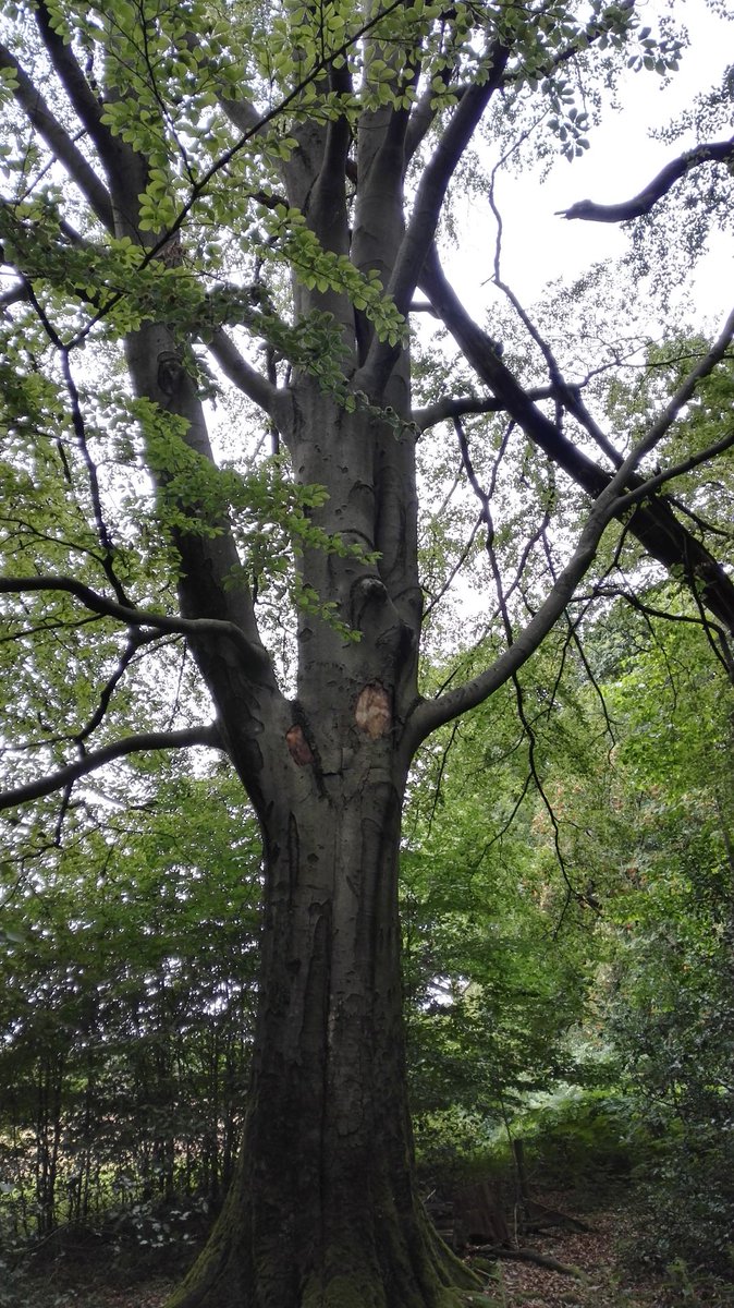 e2shareDe's tweet photo. Wir freuen uns über Eure Likes. Ihr motiviert uns weiter für den #Klimaschutz in Deutschland aktiv zu sein.
Mehr Infos über uns unter https://t.co/UIn4RZbNfR.
#e2share #waldretten #naturschutz #jederbaumzählt #eachtreematters
#GerettetStattGeredet https://t.co/uLFcJIEqPd