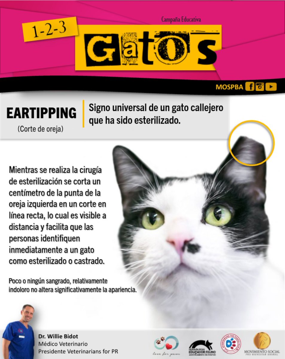 MOSPBA11's tweet photo. 𝗘𝗮𝗿𝘁𝗶𝗽𝗽𝗶𝗻𝗴 𝗼 𝗖𝗼𝗿𝘁𝗲 𝗱𝗲 𝗢𝗿𝗲𝗷𝗮 en gatos es una práctica que no le causa ninguna molestia al felino y se recuperará rápido Ayuda a identificar los gatos callejeros que están #Esterilizados
#123GATOS #MOSPBA #Vetsforpr #EducadorFelino #Eartipping https://t.co/22f061fOea