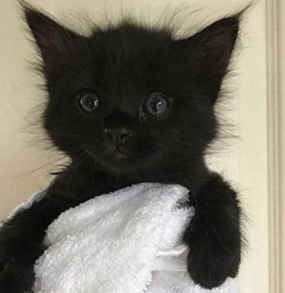 Metanoia100's tweet image. Happy #Caturday 😊 💕

#cats #CatsOfTwitter