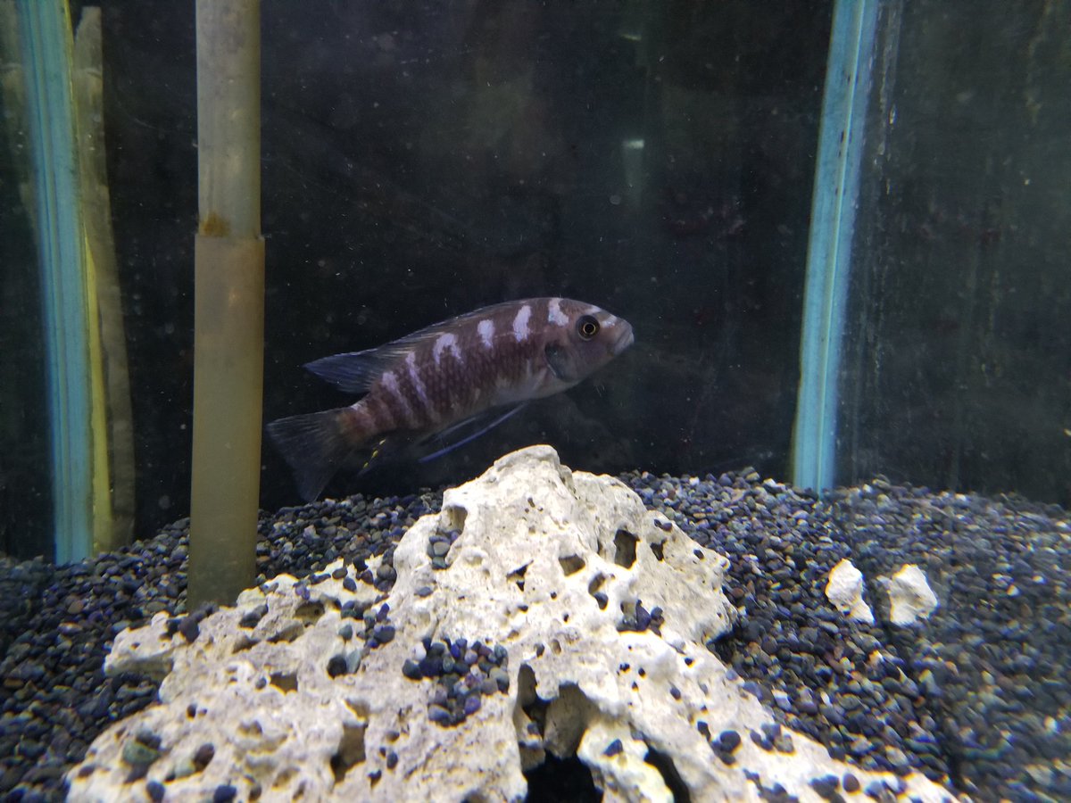 かねだい本町田店 観賞魚 爬虫両生類 小動物部門 K Honmachida Twitter かねだい本町田店 観賞魚 爬虫両生類 小動物部門 K Honmachida Twitter