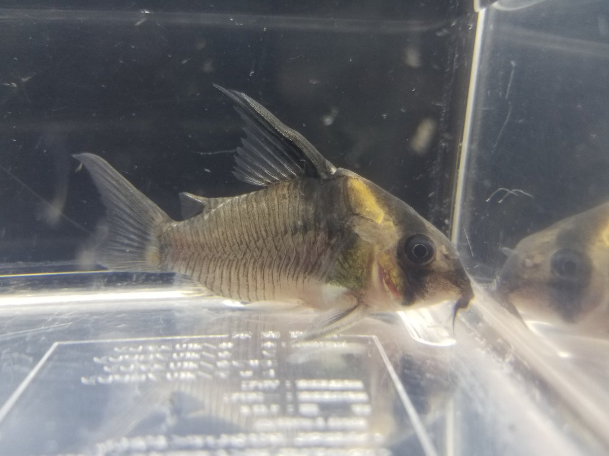 かねだい本町田店 観賞魚 爬虫両生類 小動物部門 K Honmachida Twitter かねだい本町田店 観賞魚 爬虫両生類 小動物部門 K Honmachida Twitter
