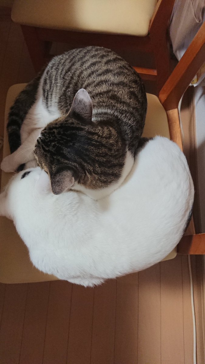 なんか今日寒すぎてムリ