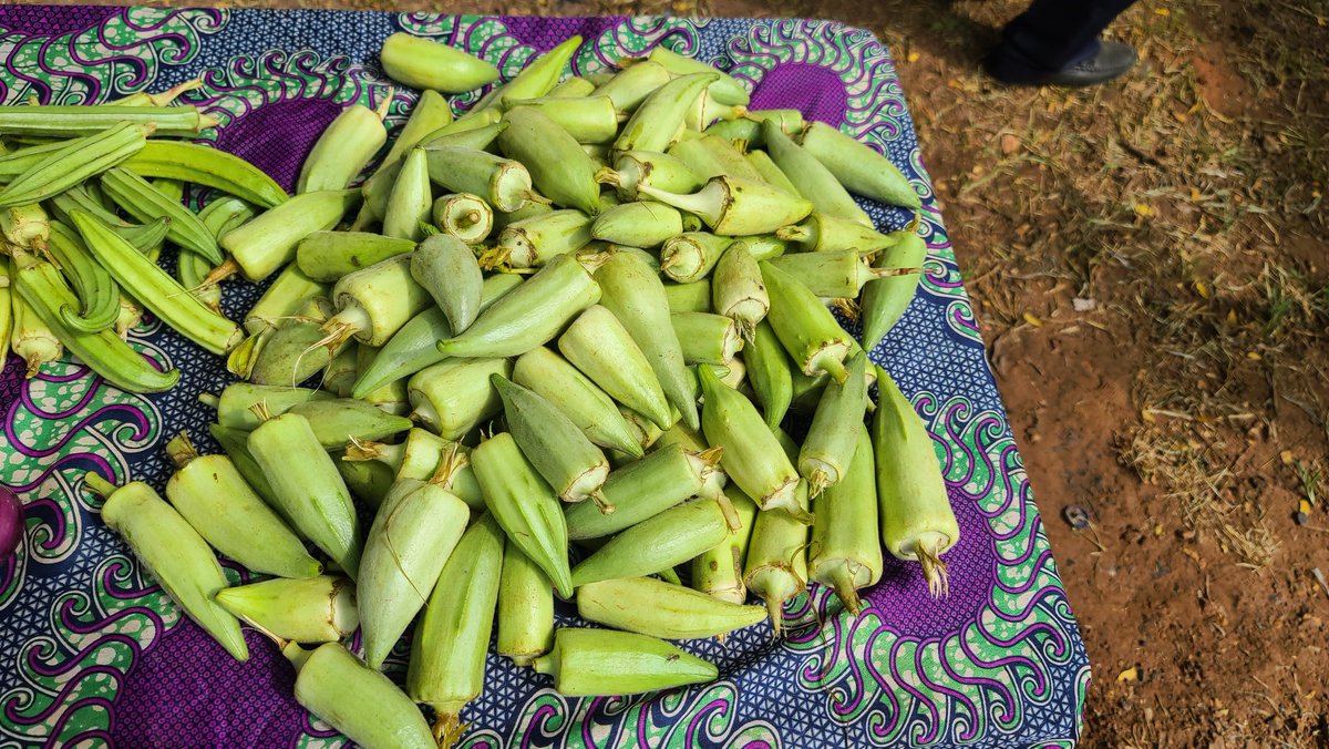 SolangeHeiseBah's tweet photo. #WFD2021 better nutrition, better production, better environment, better life ! @faogambia @MoshibudiRampe1 https://t.co/SKSqtRlj7Z