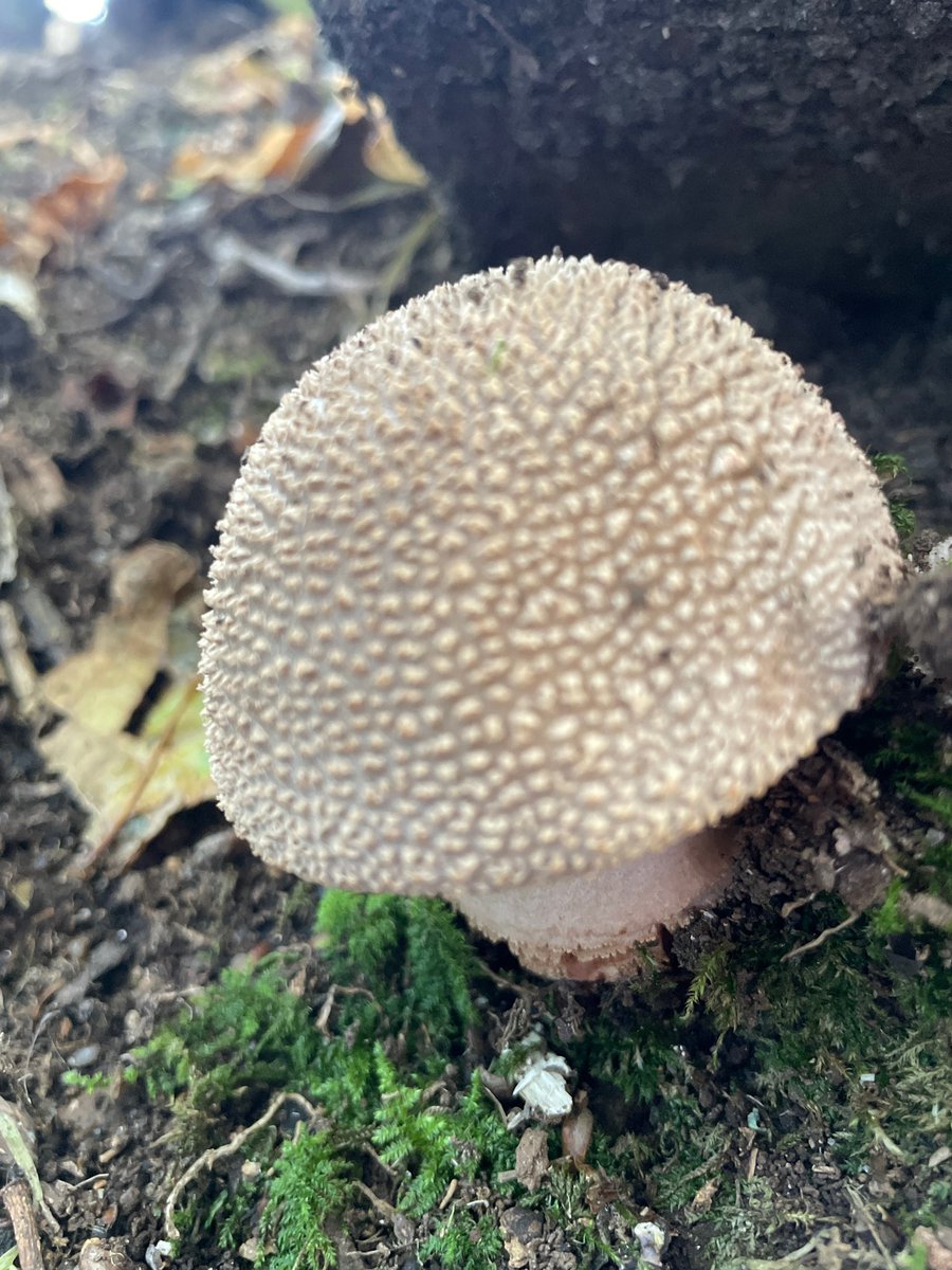 RuthLozzaruth's tweet photo. #fundayfriday @iwalkc at North Hill with @JoG13 #blueskies furry trees, fungi, moors and great company! https://t.co/EPVz4wbodL