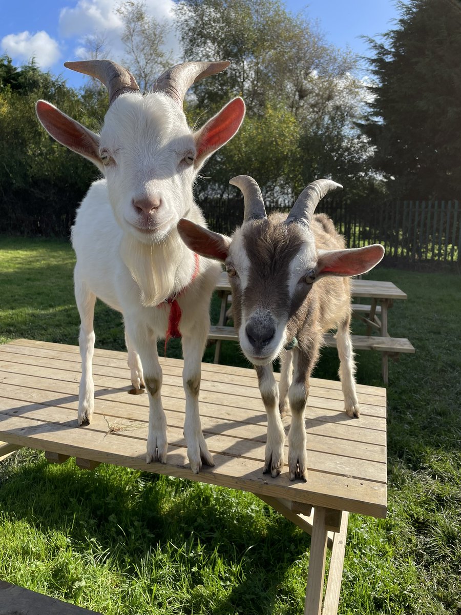 Livvi_Fay's tweet photo. A lovely morning having cuddles with some of the farm animals. 🐐 🐑 🐖 #LPTF #animalcare @LeverParkSchool @bolton_pru https://t.co/XATHCo3qpQ