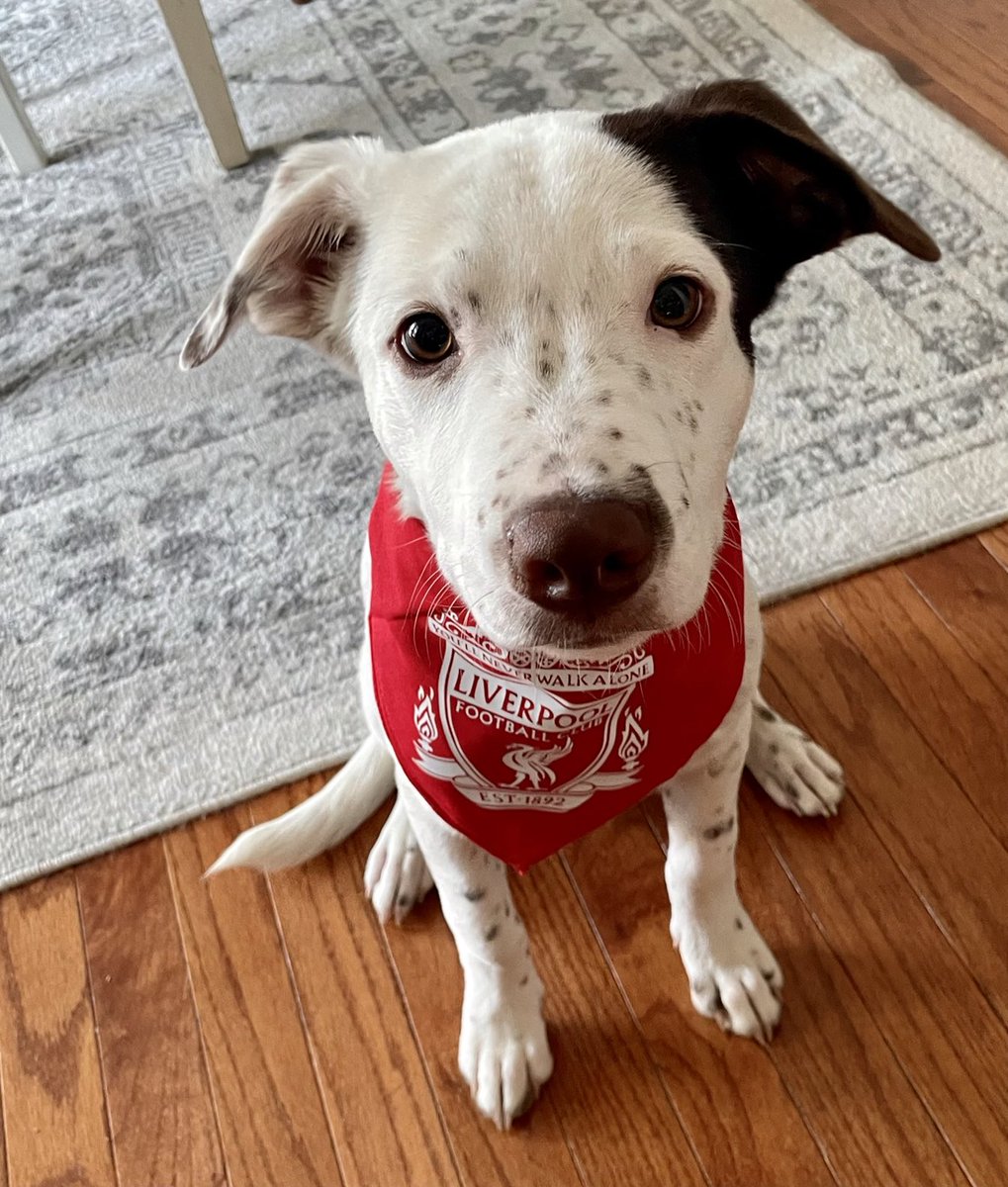 smcquil's tweet photo. My pup Andy (aka Robbo) is ready for Watford! #myplmorning ⁦@LFCUSA⁩ ⁦@LFC⁩ @andrewrobertso5⁩ https://t.co/AI5qe0hjuV