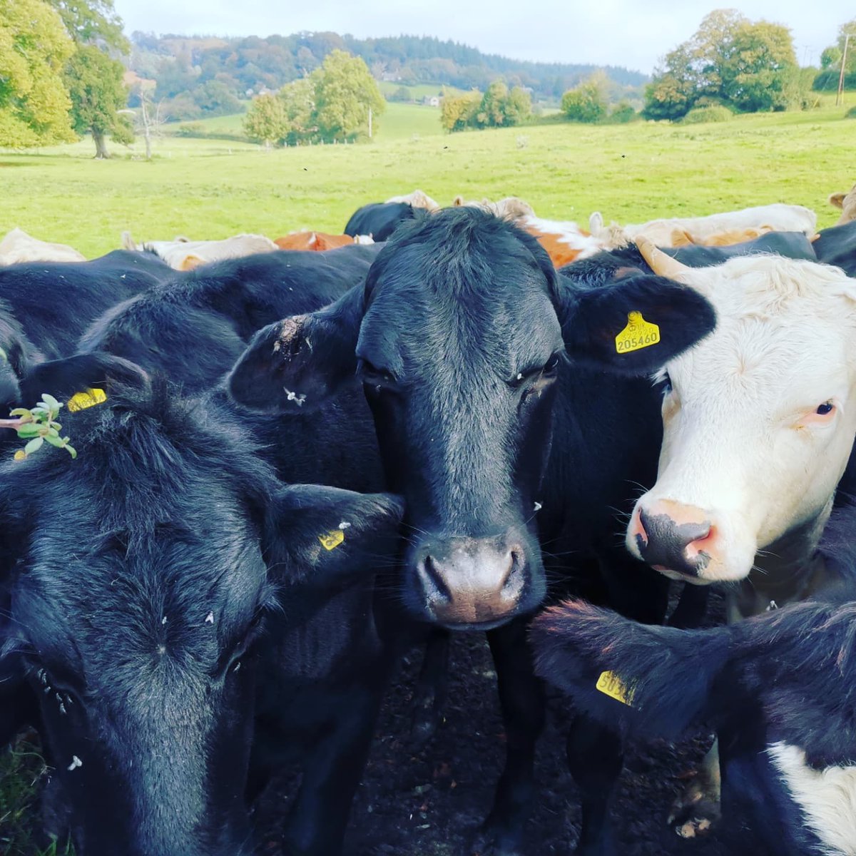 lazyperfection's tweet photo. Cows! #walking #exercise #cowsoftwitter #cowsinthefield #rurallife #countryside #wiltshire #longleat #millfarmhorningsham #farm #cranbournechase #aonb #lovewhereyoulive #countrywalk @Longleat https://t.co/riMiD0GlQS