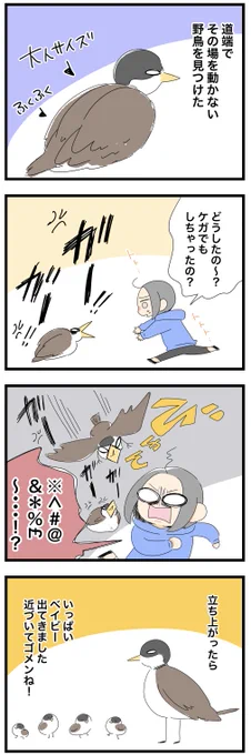 野生動物はそっとしてあげないとなって学習しました・・・(でも心配で😭)

#コルクラボマンガ専科  #オーストラリア 