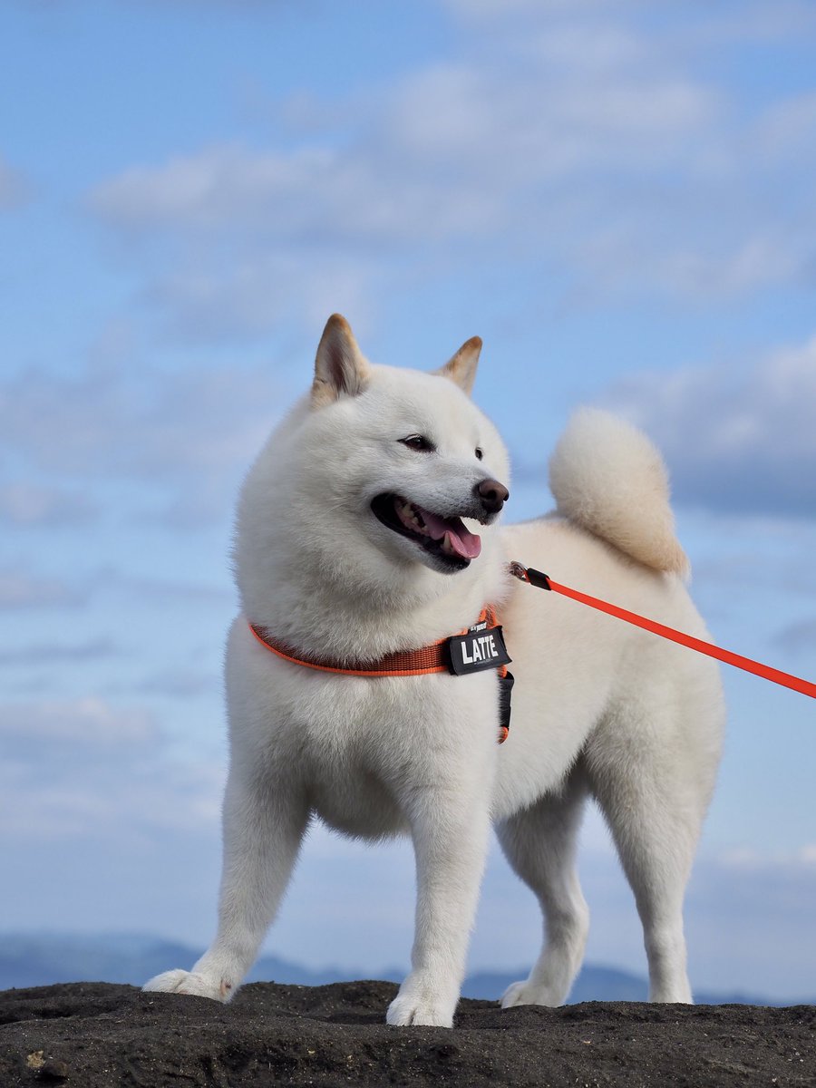 私の継いだ名はアゴシータ 柴犬さんが教えてくれた 古い秘密の名前 に爆笑 親方ー 空から柴犬が Togetter 私の継いだ名はアゴシータ 柴犬さんが教えてくれた 古い秘密の名前 に爆笑 親方ー 空から柴犬が Togetter