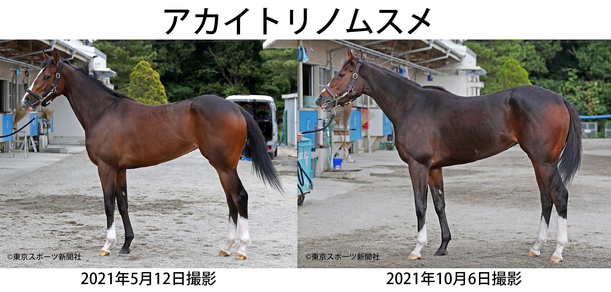 東スポ競馬 on X: 
