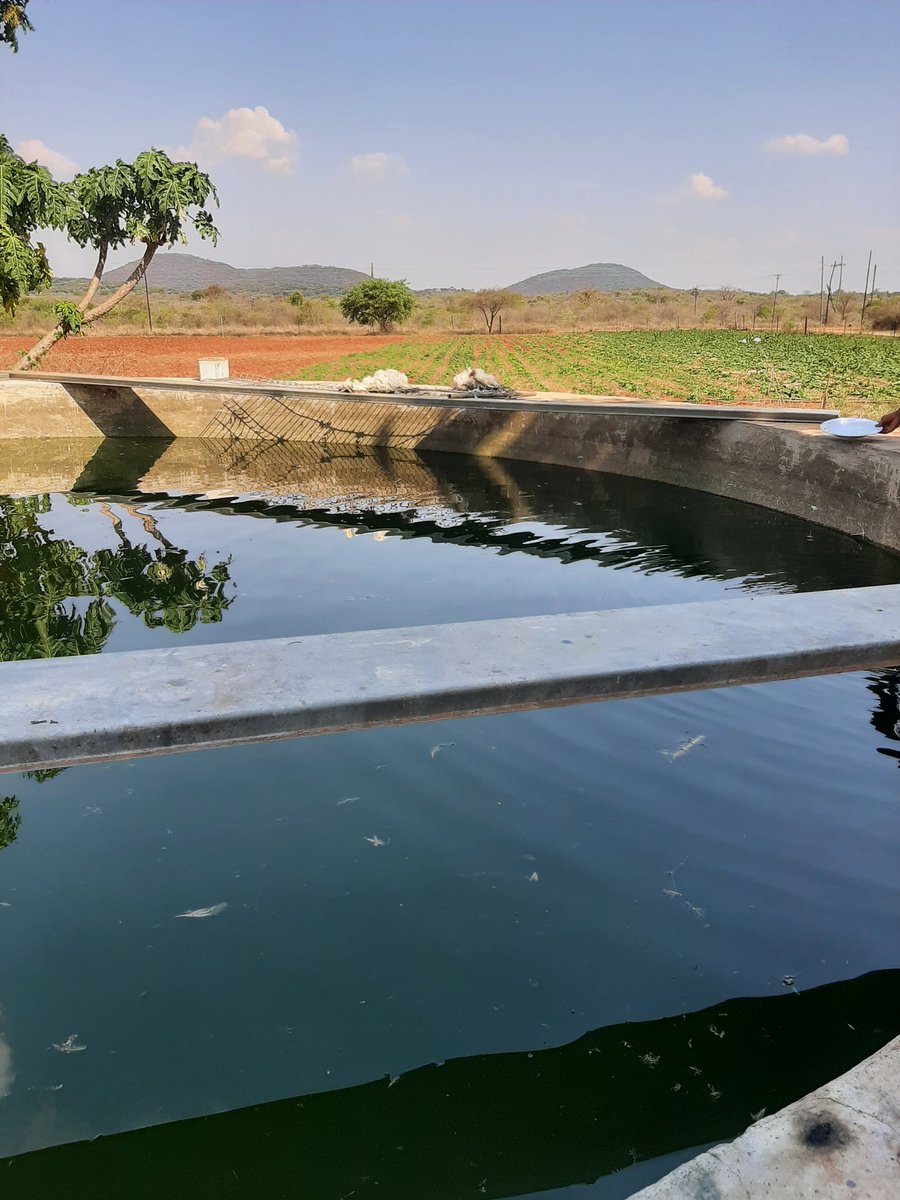 profftich's tweet photo. Afternoon view from Masvingo Morningside. Killing 2 birds with same stone, fish pond for fish also fish pond as water tank for our drip system. https://t.co/t9DqRKZW71