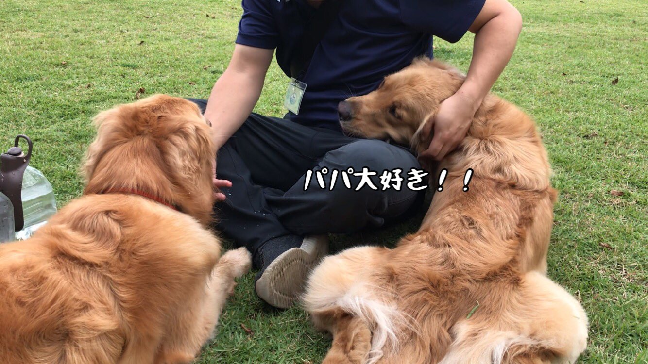 ゴールデンレトリバーウィル ルーク Will Luke0112 Twitter