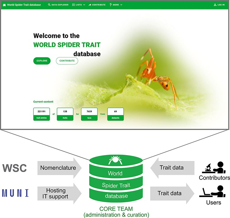 The paper presenting the World #spider #trait #database is now out with participation of many of our members. If you work with #spiders consider contributing. More #opendata leads to more knowledge.

academic.oup.com/database/artic…

<a href="/luomus_zoology/">Luomus Zoology</a> <a href="/LifeSciHelsinki/">Life Sciences University of Helsinki</a>