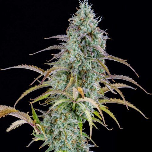 spliffseeds's tweet photo. AK Automatic strong autoflowering strain.🦾
🌷:#akautomatic
👨🌾:#spiffseeds
🌍:https://t.co/4Kd6epgMpt https://t.co/mwtpI7ddnE