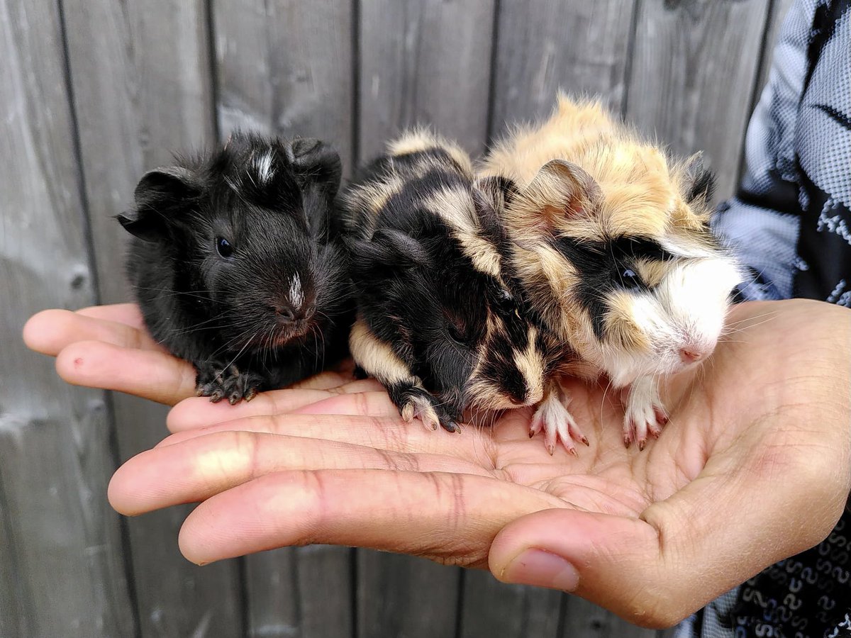 Today’s reason to smile: our neighbour’s guinea pig had three tiny babies and I have been declared their aunt. What should we name these three? 😊