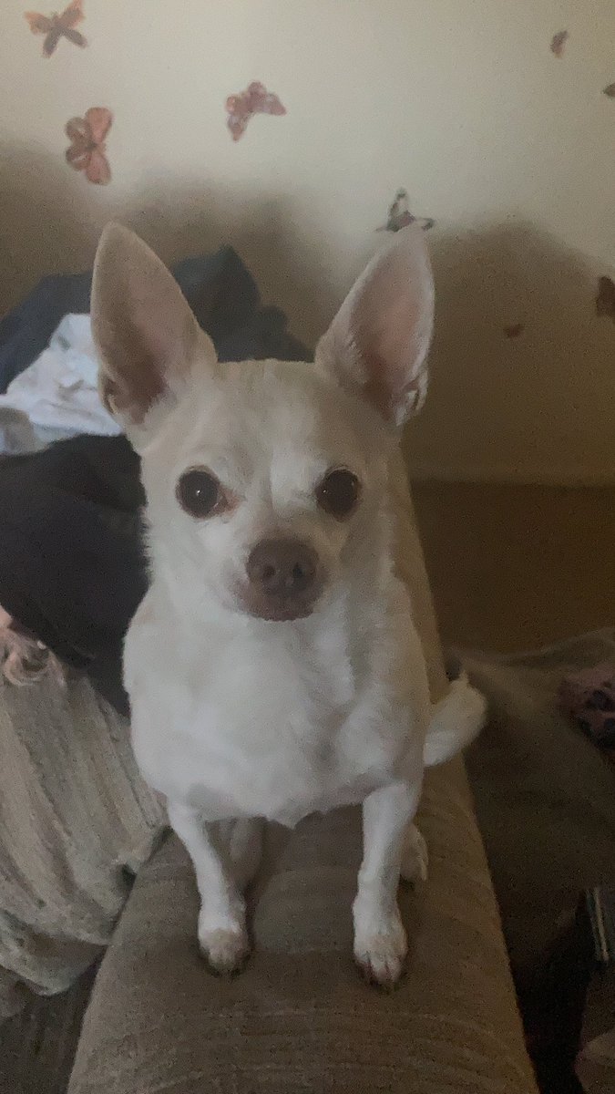 HardDem's tweet image. He was the best little dog I ever had the honor to love! My heart hurts so much.