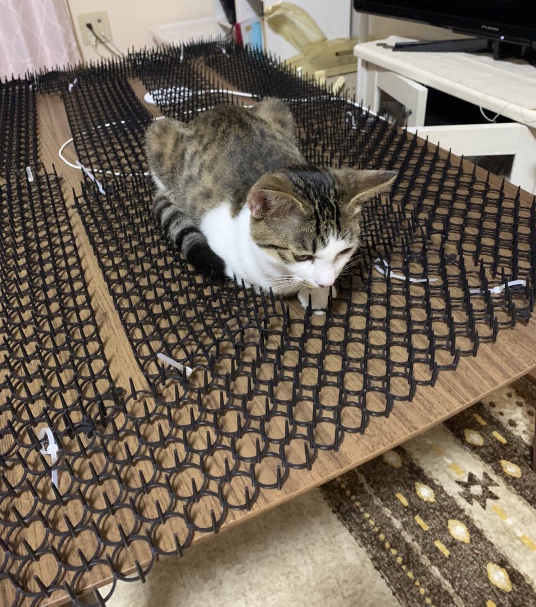 猫よけのトゲトゲシートを悠々と利用してくつろぐ猫さん うちもこうなりました と頷く人々 Togetter