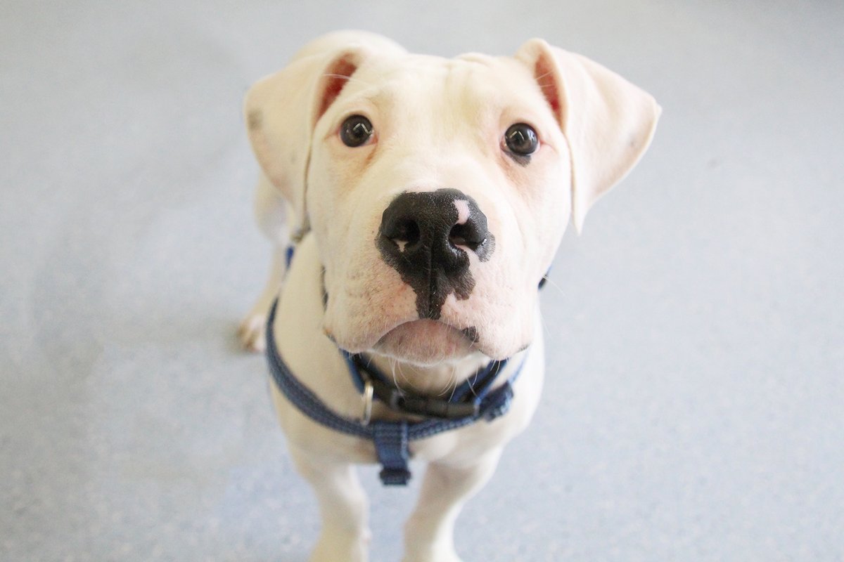 Dogs Trust 💛🐶 tweet media