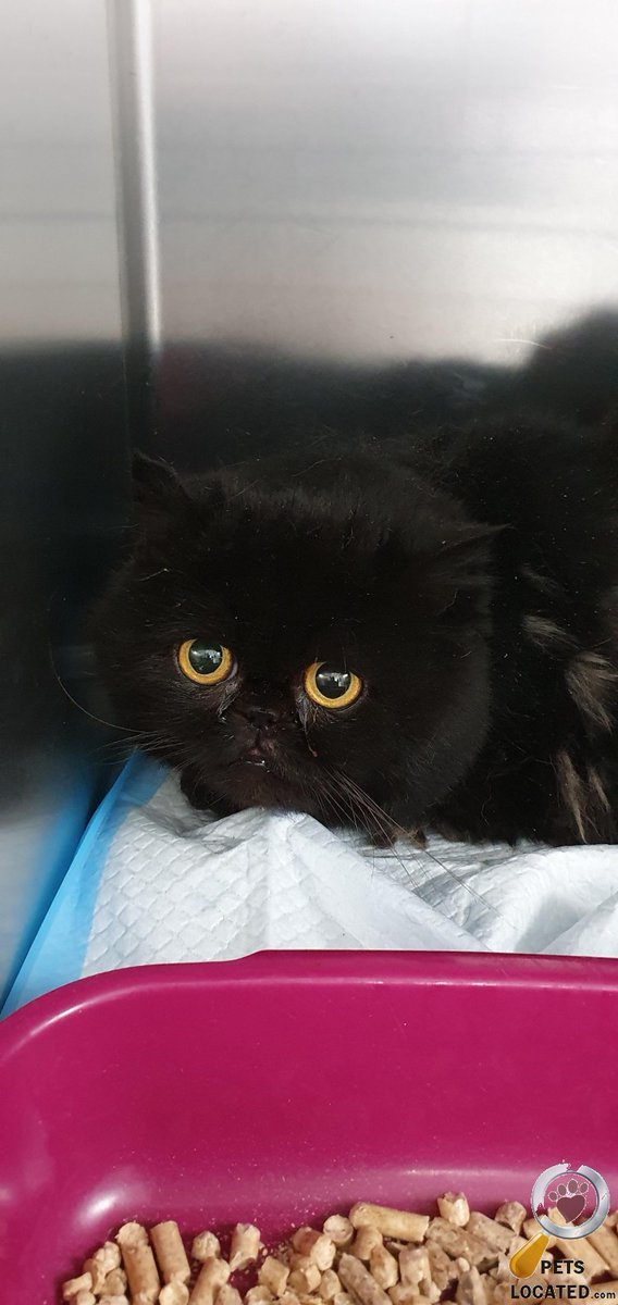 PetsLocated's tweet photo. Black Cat found in Rochdale (OL12) on 16th October 2021 #foundcats #foundpets #animalrescue https://t.co/PNRtxrGEKH https://t.co/KjNCfWsafa