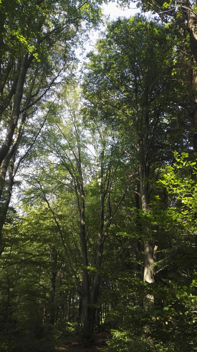e2shareDe's tweet photo. Kennt Ihr das neue Projekt von e2share, Duo-Wald?
Eine kurze Beschreibung findet Ihr unter https://t.co/m1EHWQRtXx !
Wir freuen uns über Euren Besuch auf der Website.
#e2share #waldretten #klimaschutz #naturschutz #jederbaumzählt #eachtreematters #GerettetStattNurGeredet https://t.co/e9RybnSgVH