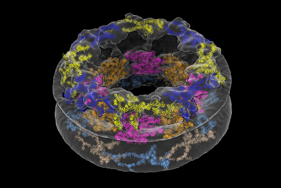 artdaily's tweet image. ArtDaily recommends:
Cellular environments shape molecular architecture #cellular #environments #moleculararchitecture #research #newspaper @MIT Massachusetts Institute of Technology (MIT) 

Read more about this here: ow.ly/8pka50GskqK