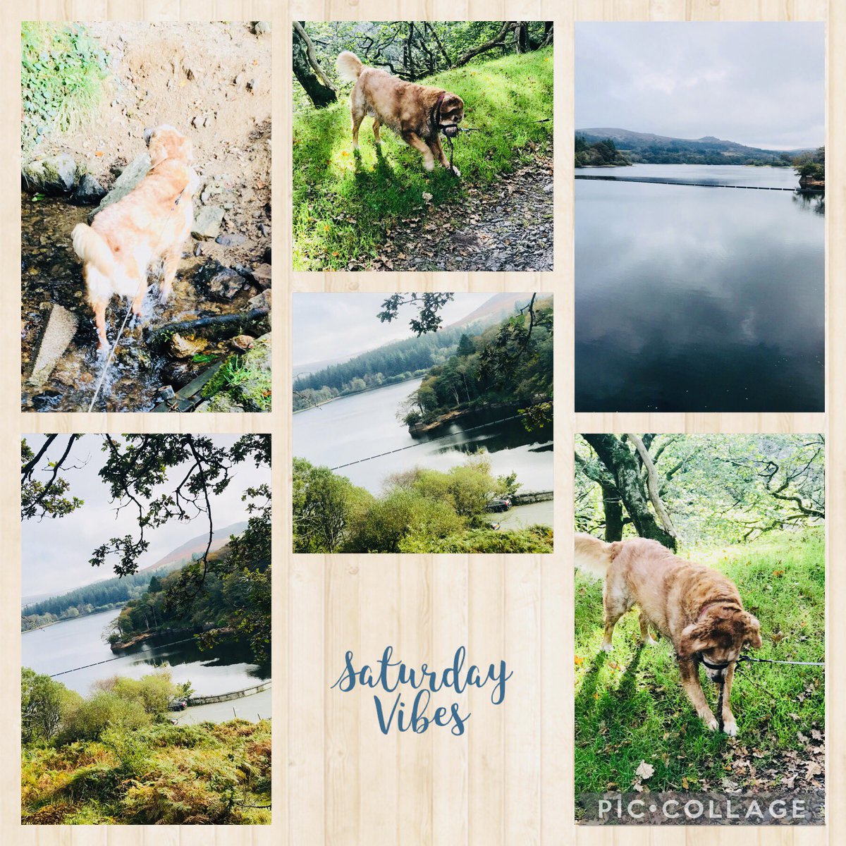 A beautiful walk by Mr Ben today at the stunning Burrator Reservoir #burratorreservoir  #Dartmoor #Devon #goldenretriever #ilovemydog #iliveinabeautifulplace