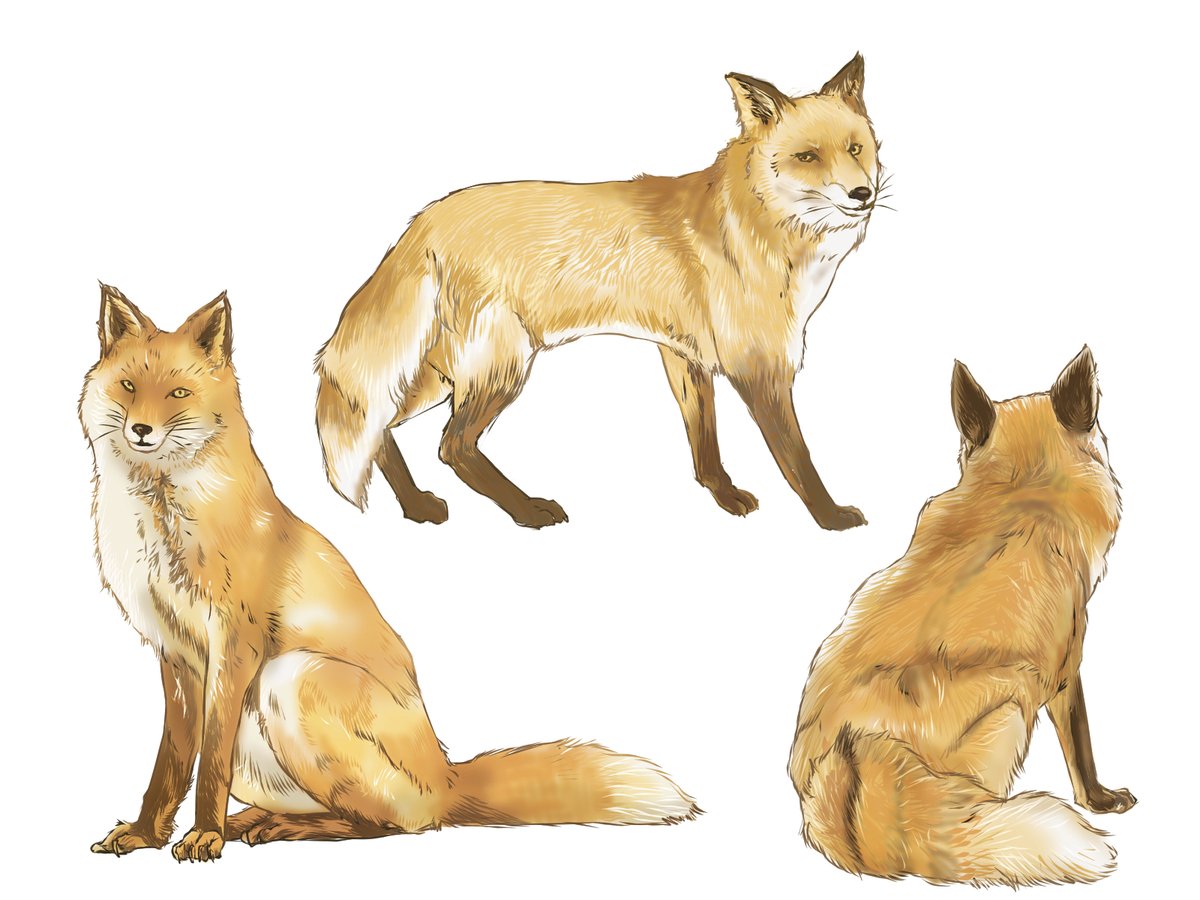 なかむらいくえ 北半球に多く生息するアカギツネのイラスト描きました 狐描いてる時思うけど 犬との違いがあんまり分からない イラスト きつね アカギツネ イラストac 秋 イラスト王国