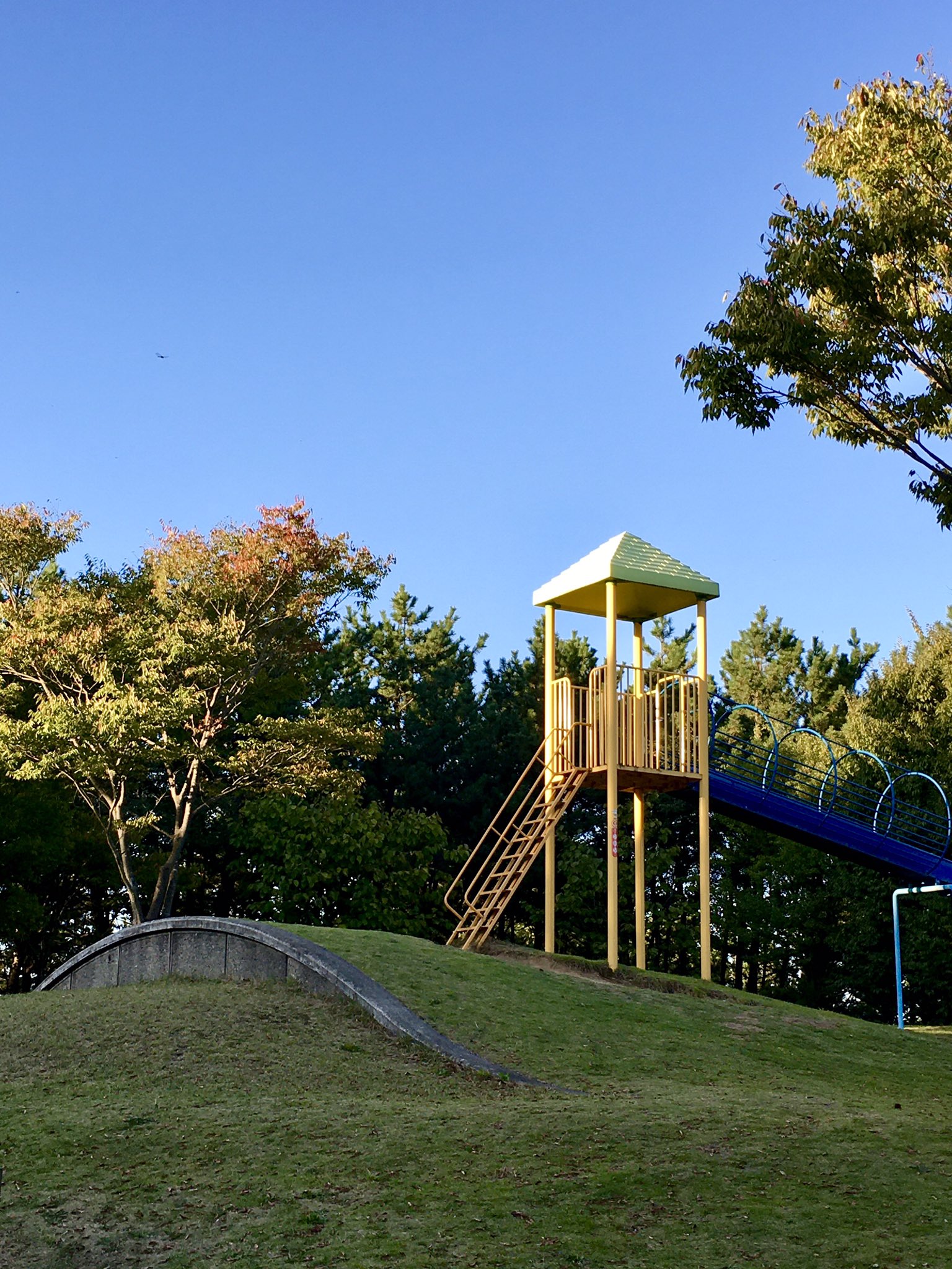 Shoko Hire 庄内空港緑地公園のコキアが真っ赤になって大きくなっていました 10月14日撮影 すごく大きいいちご が並んでいるように見えました 芝生もあり遊具もあって景色もいいので 土日は小さいお子さんを連れた家族が多く訪れます コキア