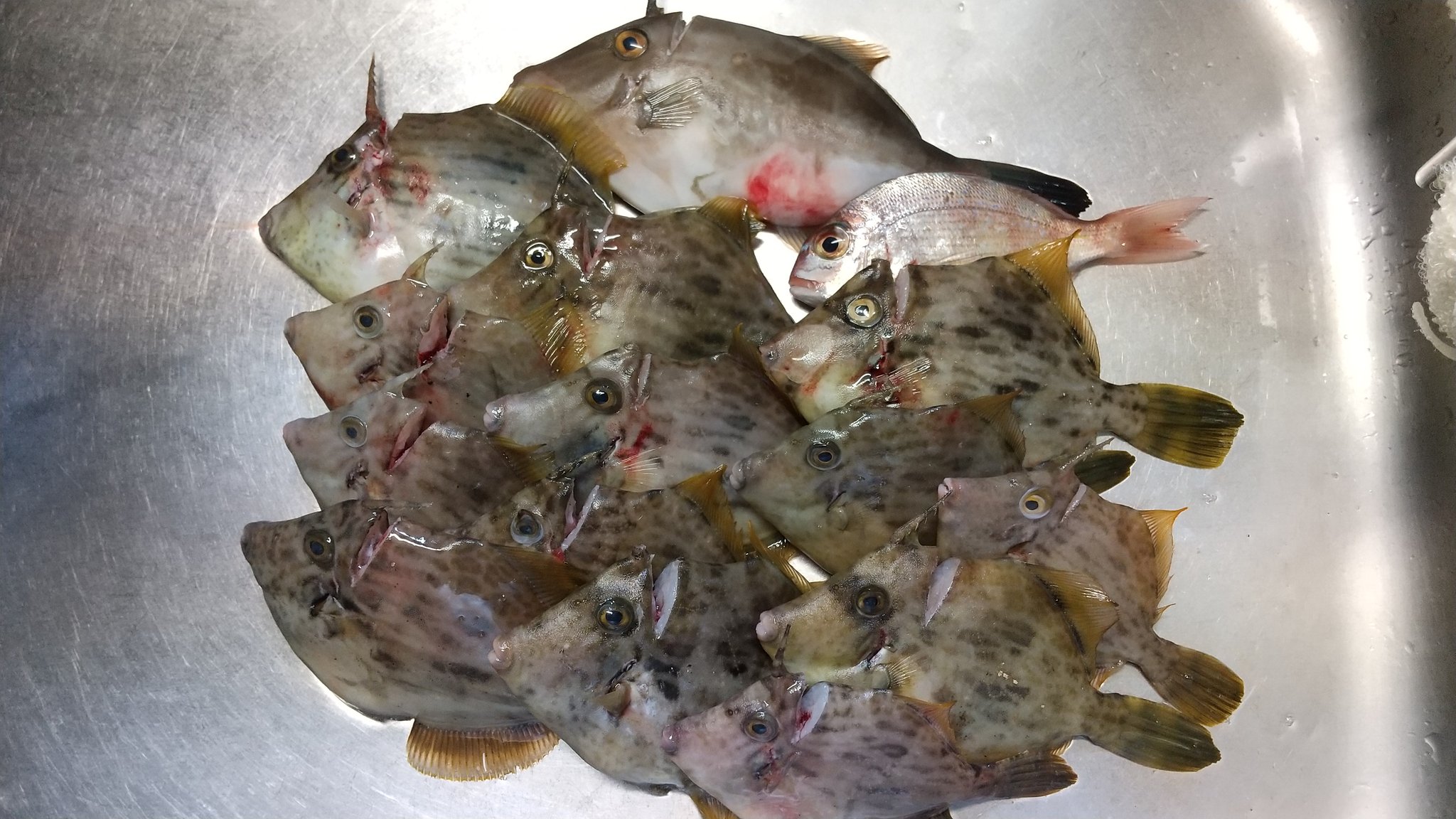 Maruwann 今週も早朝からカワハギ釣りに行ってきました 仕掛けはシーバスロッドに自作の胴付き3本針 チヌ針1号 オモリ2号です 餌は中国虫でしたが 餌が無くなったあとはパワーイソメで釣ってました 天草 釣り T Co Anton5uzbl Twitter