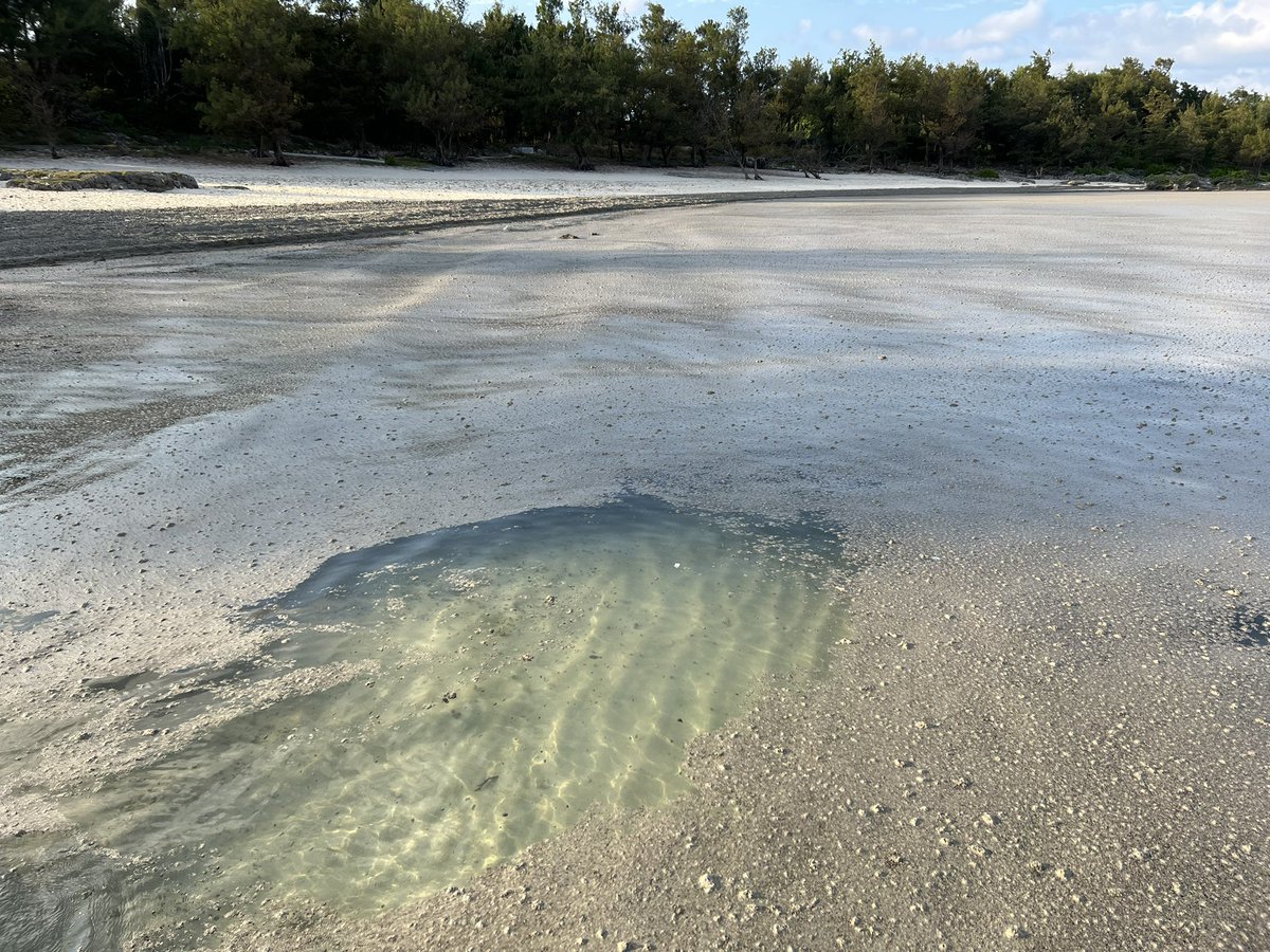 大量の軽石が沿岸に漂着 海底火山の研究者さんによる現地レポと各地からの漂着報告 千キロ離れた小笠原諸島から沖縄へ Togetter