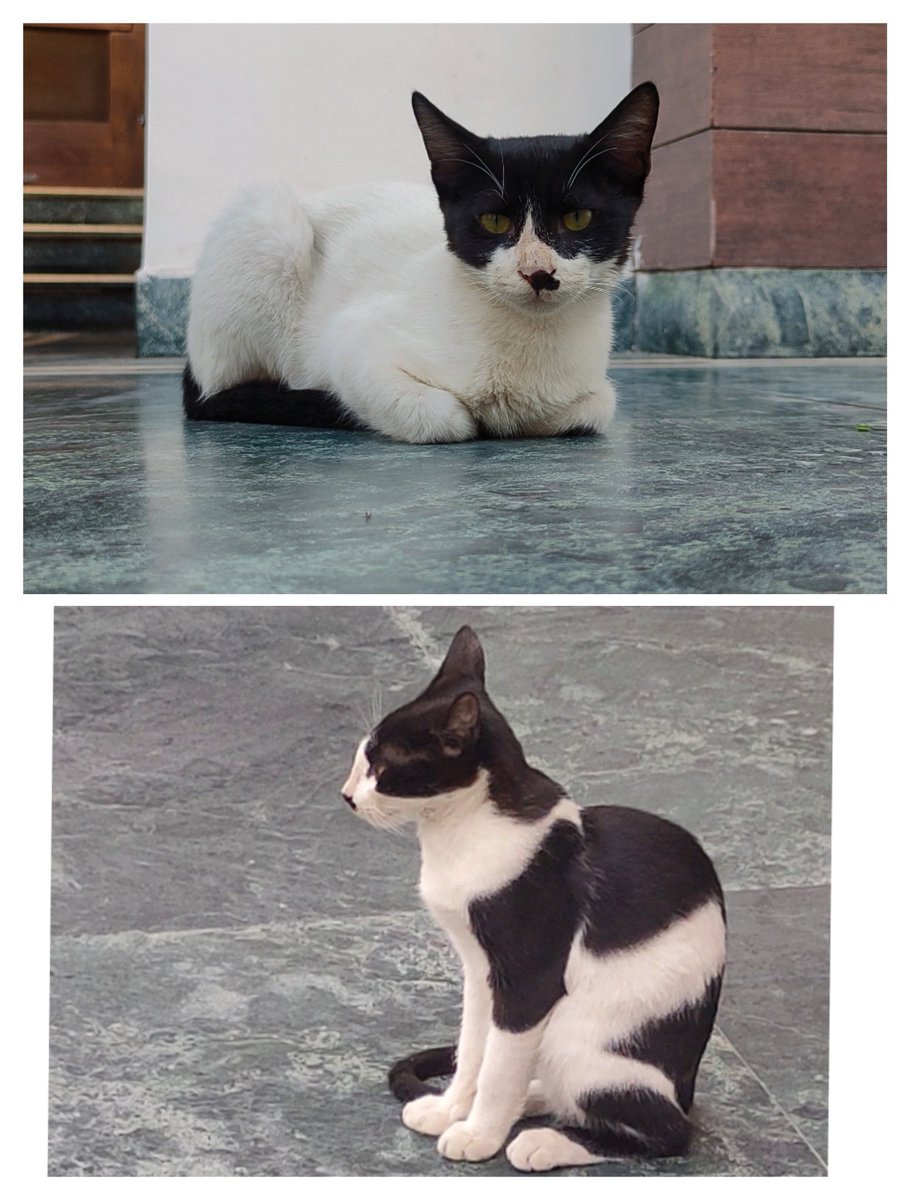 Mehak3403's tweet photo. @brachiokoo These stray cats that come to my house sometimes are cute too😚💜 https://t.co/wVb6iumAuQ