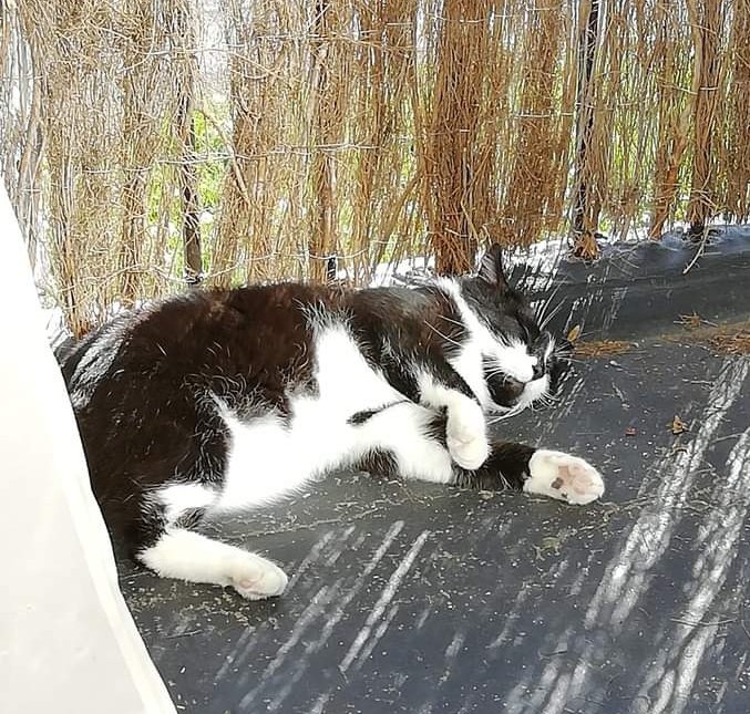 CezG75's tweet photo. @Hedgewatchers Afternoon #hedgewatchcafe #Hedgewatch furiends. I've been doing a thorough check of the surrounding grounds from my balcony, I'm now doing a thorough investigation of my sofa #sofawatch https://t.co/YdmYbhHqHD