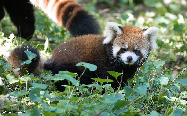 Have you seen Mimi, the red panda cub, exploring outside? She just