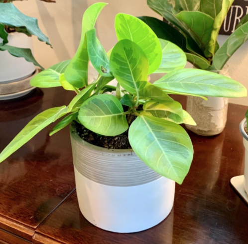 The Next Gardener tweet media