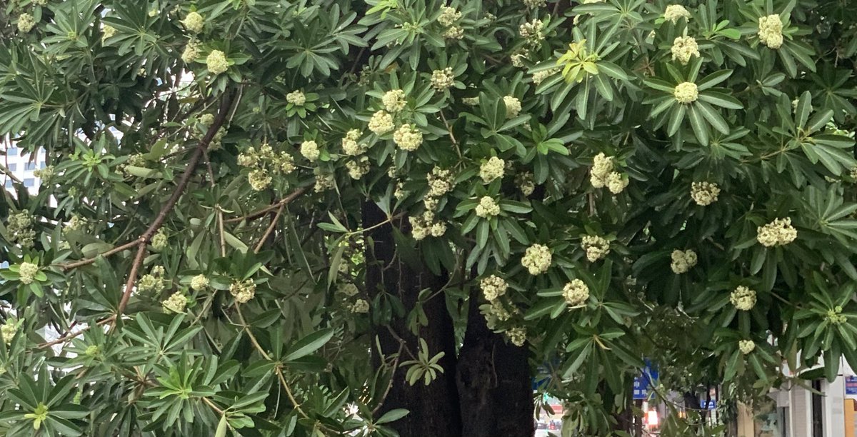 의인 열명만 있으면 공동체가 죽지 않는다. 악인은 공동체를 무너뜨린다. 누가 의인인가 ? 정직한 사람이다. 정직은 불의와 타협하지 않지 않는다. 정직한 사람은 하나님이 정하신다. 거짓은 거짓을 낳는다. 그래서 진실을 이길 수 없다. 공의와 정직을 기뻐하는 것이 하늘과 땅의 원리이다