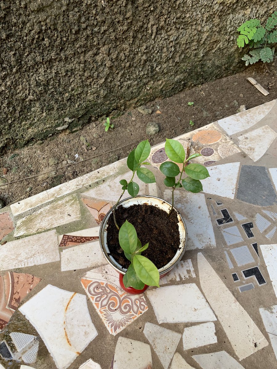 buba muha tweet media