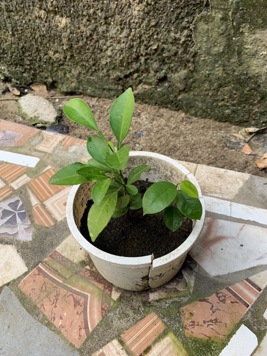 buba muha tweet media