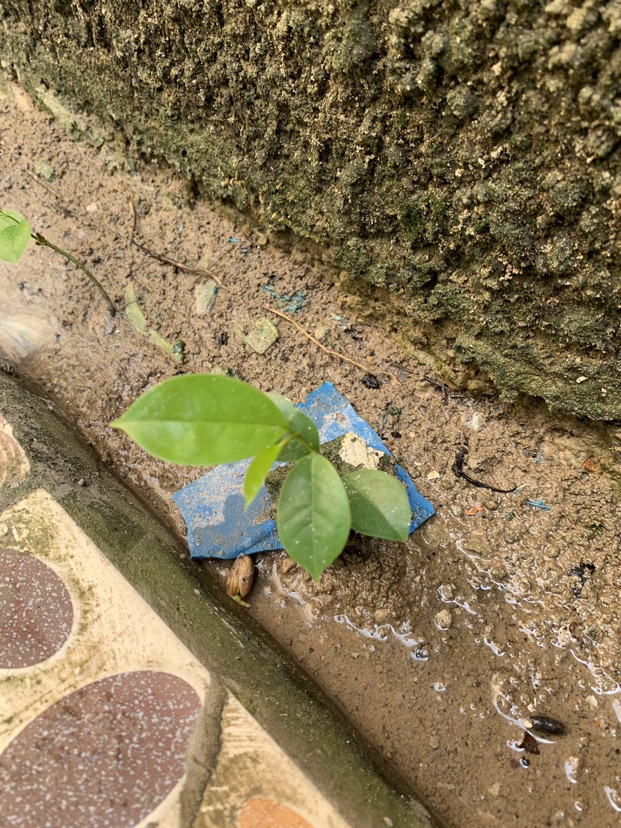 buba muha tweet media